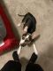 American Pit Bull Terrier Puppies for sale in Jamestown, NC 27282, USA. price: NA