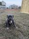 American Pit Bull Terrier Puppies for sale in Chattanooga, TN, USA. price: NA