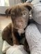 American Pit Bull Terrier Puppies for sale in Bay Point, CA, USA. price: $450