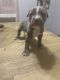 American Pit Bull Terrier Puppies for sale in Kansas City, MO, USA. price: NA