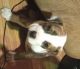 American Pit Bull Terrier Puppies for sale in Brandenburg, KY 40108, USA. price: NA