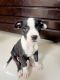 American Pit Bull Terrier Puppies for sale in Pune, Maharashtra, India. price: 10000 INR