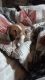American Pit Bull Terrier Puppies for sale in Jonesboro, GA, USA. price: NA