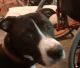 American Pit Bull Terrier Puppies for sale in Columbus, OH 43204, USA. price: NA