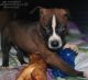 American Pit Bull Terrier Puppies for sale in Newark, NJ, USA. price: $1,000