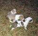 American Pit Bull Terrier Puppies for sale in Aynor, SC 29511, USA. price: $350