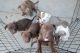 American Pit Bull Terrier Puppies for sale in Albuquerque, NM, USA. price: $200