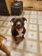American Pit Bull Terrier Puppies for sale in Worth, IL, USA. price: $700