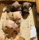 American Pit Bull Terrier Puppies for sale in Pune, Maharashtra, India. price: 25000 INR