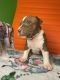 American Pit Bull Terrier Puppies for sale in Charlotte, NC, USA. price: $600