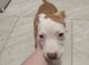 American Pit Bull Terrier Puppies for sale in 442 Tryon Cir, Spring Hill, FL 34606, USA. price: NA