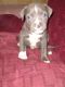 American Pit Bull Terrier Puppies for sale in Oklahoma City, OK 73160, USA. price: $150