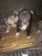 American Pit Bull Terrier Puppies for sale in Colorado Springs, CO, USA. price: $300