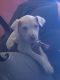 American Pit Bull Terrier Puppies for sale in Colorado Springs, CO, USA. price: $250