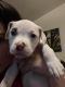 American Pit Bull Terrier Puppies for sale in Colorado Springs, CO, USA. price: $200