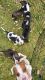 American Pit Bull Terrier Puppies for sale in Concord, CA, USA. price: $500