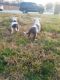 American Pit Bull Terrier Puppies for sale in Fort Worth, TX, USA. price: $250