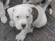 American Pit Bull Terrier Puppies for sale in Flint, MI, USA. price: $300