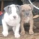 American Pit Bull Terrier Puppies for sale in Randle, WA 98377, USA. price: NA