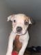 American Pit Bull Terrier Puppies for sale in Kansas City, KS 66112, USA. price: NA