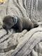 American Pit Bull Terrier Puppies for sale in Anchorage, AK, USA. price: NA