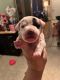 American Pit Bull Terrier Puppies for sale in Lititz, PA 17543, USA. price: $750