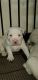 American Pit Bull Terrier Puppies for sale in Indianapolis, IN 46220, USA. price: NA