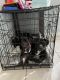 American Pit Bull Terrier Puppies for sale in Kissimmee, FL, USA. price: $300