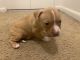 American Pit Bull Terrier Puppies for sale in Rochester, NY, USA. price: NA