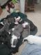 American Pit Bull Terrier Puppies for sale in Omaha, NE, USA. price: NA