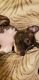 American Pit Bull Terrier Puppies for sale in Chesterfield, VA, USA. price: NA