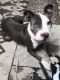 American Pit Bull Terrier Puppies for sale in Centerton, AR, USA. price: NA