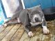 American Pit Bull Terrier Puppies for sale in Glasgow, KY 42141, USA. price: $750