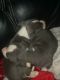 American Pit Bull Terrier Puppies for sale in Xenia, OH 45385, USA. price: NA