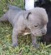 American Pit Bull Terrier Puppies for sale in Pasadena, CA, USA. price: NA