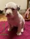 American Pit Bull Terrier Puppies for sale in Zanesville, OH 43701, USA. price: $700