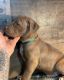 American Pit Bull Terrier Puppies for sale in Lakeland, FL, USA. price: $1,000