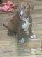 American Pit Bull Terrier Puppies for sale in Wilmington, DE 19892, USA. price: NA