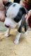 American Pit Bull Terrier Puppies for sale in Kosi Kalan, Uttar Pradesh 281403, India. price: 14000 INR