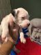 American Pit Bull Terrier Puppies for sale in Lititz, PA 17543, USA. price: NA