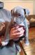 American Pit Bull Terrier Puppies for sale in Cincinnati, OH, USA. price: $450