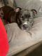 American Pit Bull Terrier Puppies for sale in Rockwall, TX, USA. price: NA