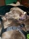 American Pit Bull Terrier Puppies for sale in Massillon, OH, USA. price: $50