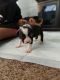 American Pit Bull Terrier Puppies for sale in Holly Hill, SC 29059, USA. price: NA