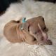 American Pit Bull Terrier Puppies for sale in Vancouver, WA, USA. price: $500