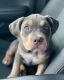 American Pit Bull Terrier Puppies for sale in 909 Fulton St SE, Minneapolis, MN 55455, USA. price: NA