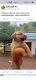 American Pit Bull Terrier Puppies for sale in Koothattukulam, Kerala 686662, India. price: 9656400000 INR
