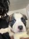 American Pit Bull Terrier Puppies for sale in Cleveland, OH, USA. price: $150
