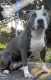 American Pit Bull Terrier Puppies for sale in Port St. Lucie, FL 34953, USA. price: NA