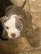 American Pit Bull Terrier Puppies for sale in 819 S Circle Dr, Colorado Springs, CO 80910, USA. price: $350